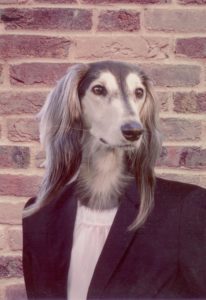 открытка с собакой (Нидерланды)