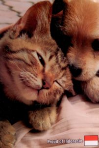 открытка с фото котенка и щенка (Индонезия)