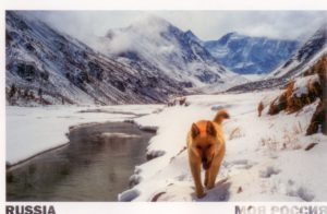 открытка  с собакой (Россия)